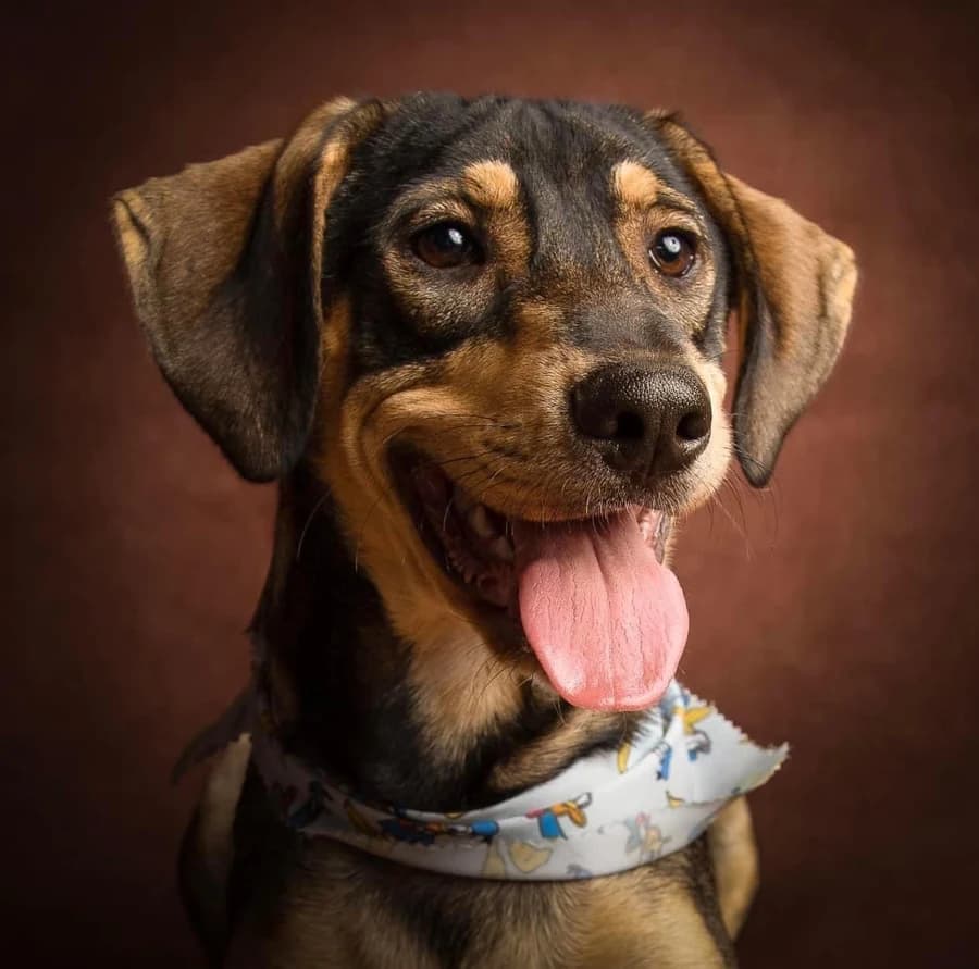 Cão resgatado pelo Instituto, de lenço no pescoço, em retrato de estúdio