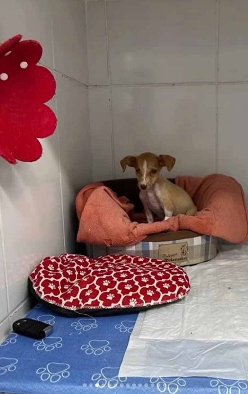 Cecília ainda filhote, pequena e debilitada, na área de quarentena do Instituto