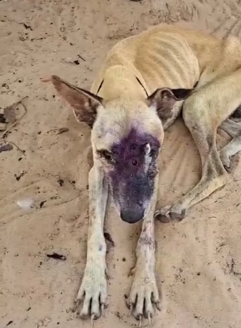 Dollar deitado na areia, muito magro e com um tumor extenso no focinho, antes do resgate