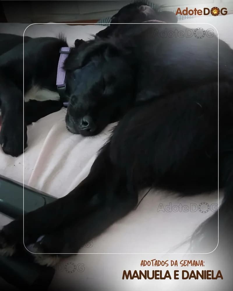 Manuela e Daniela, duas cadelas pretas, deitadas juntas na cama